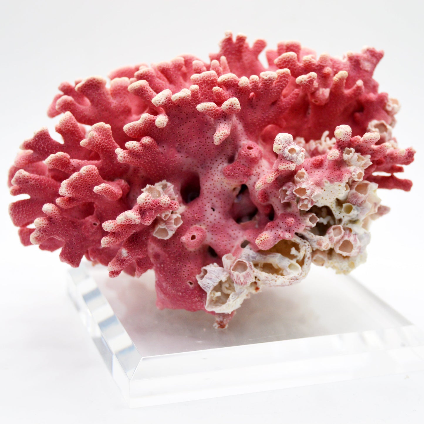 A vintage pink California hydrocoral coral on an acrylic base, displaying the coral's polyps and pink coloration.
