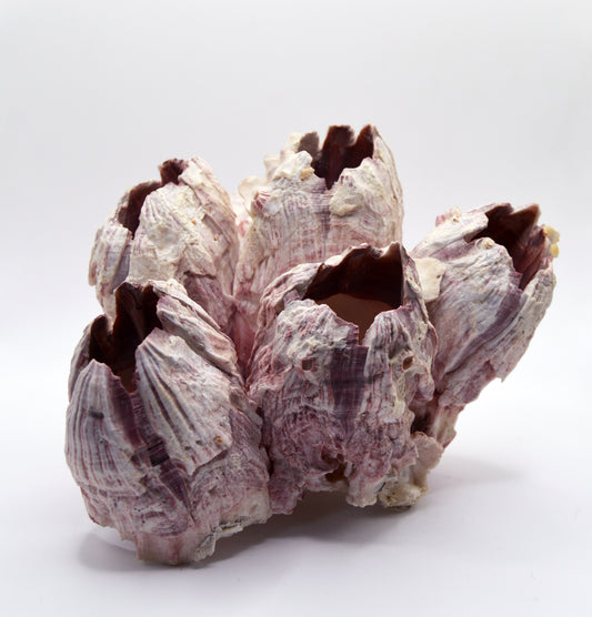 Purple acorn barnacle