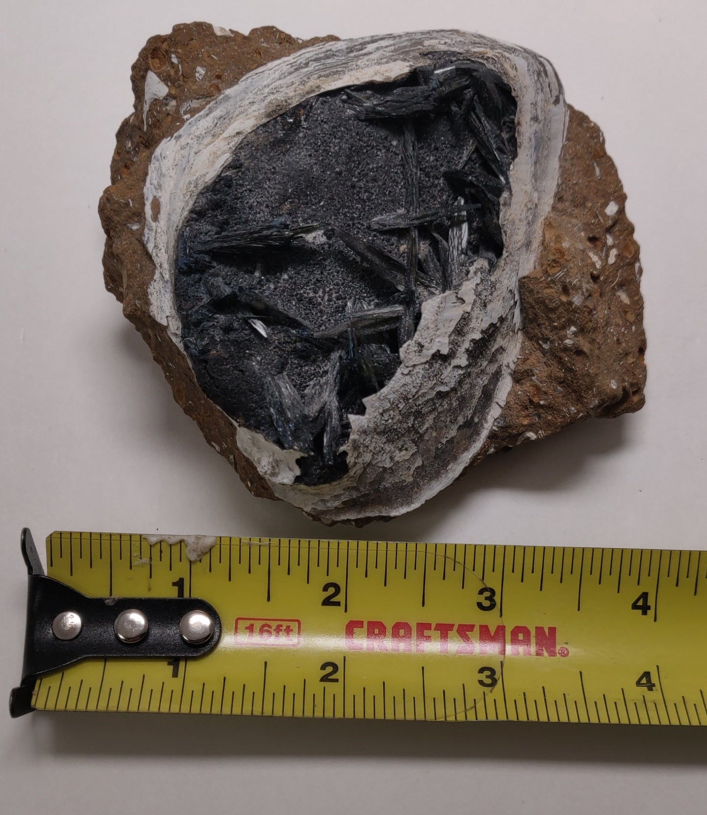 Vivianite in Fossil Clam, Crimea, Ukraine