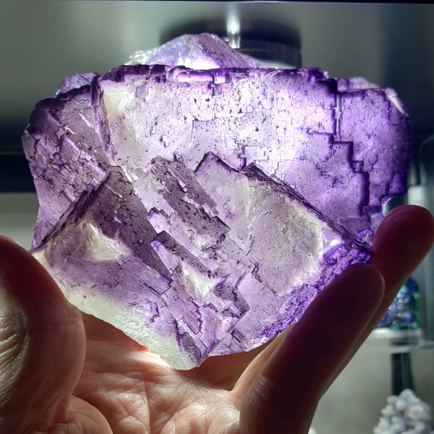A vibrant purple fluorite cluster with 'Carthage corners' held in a person's hand, showing off its translucent and crystalline properties.
