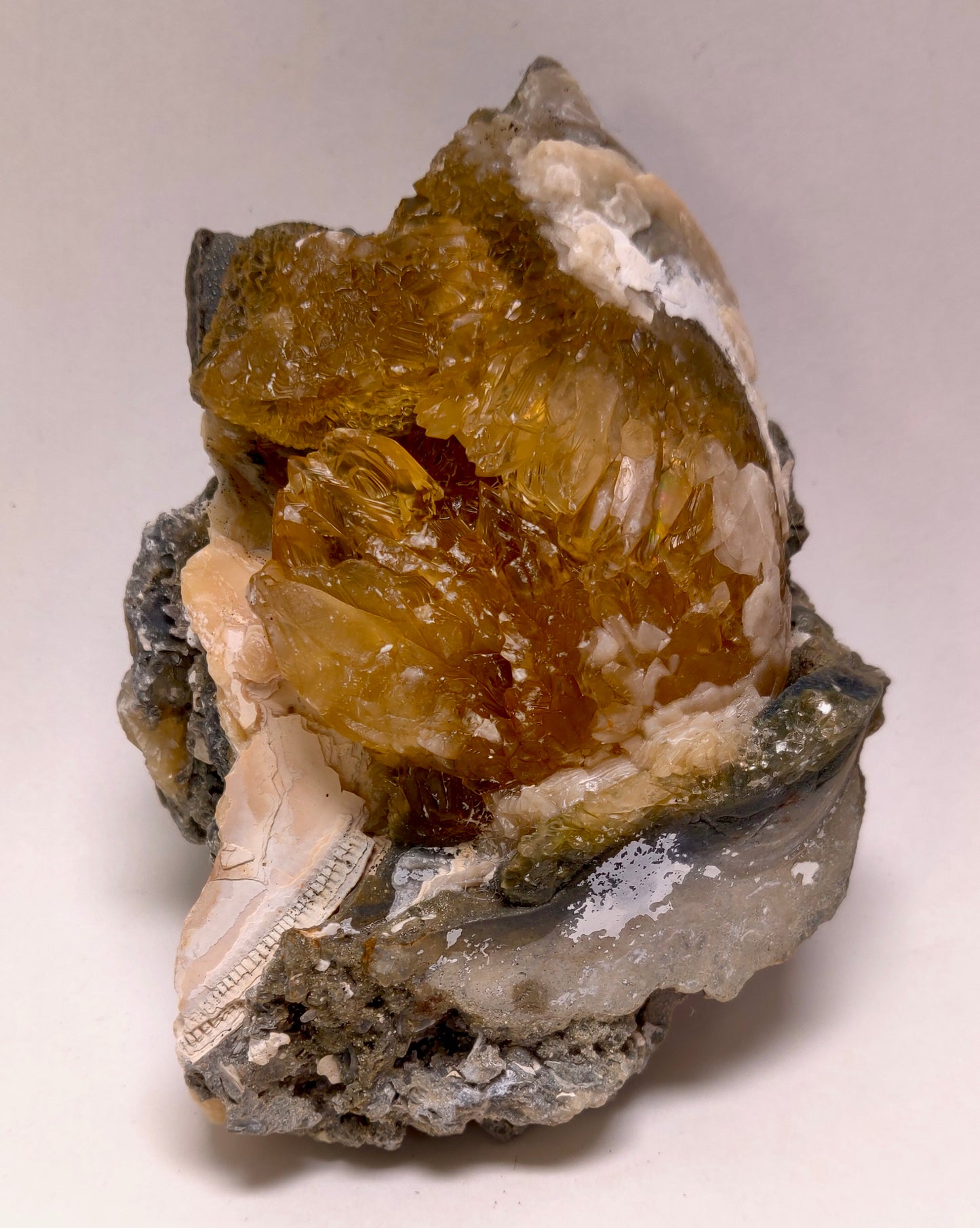 Golden Calcite Fossil Clam – Ruck’s Pit, Florida