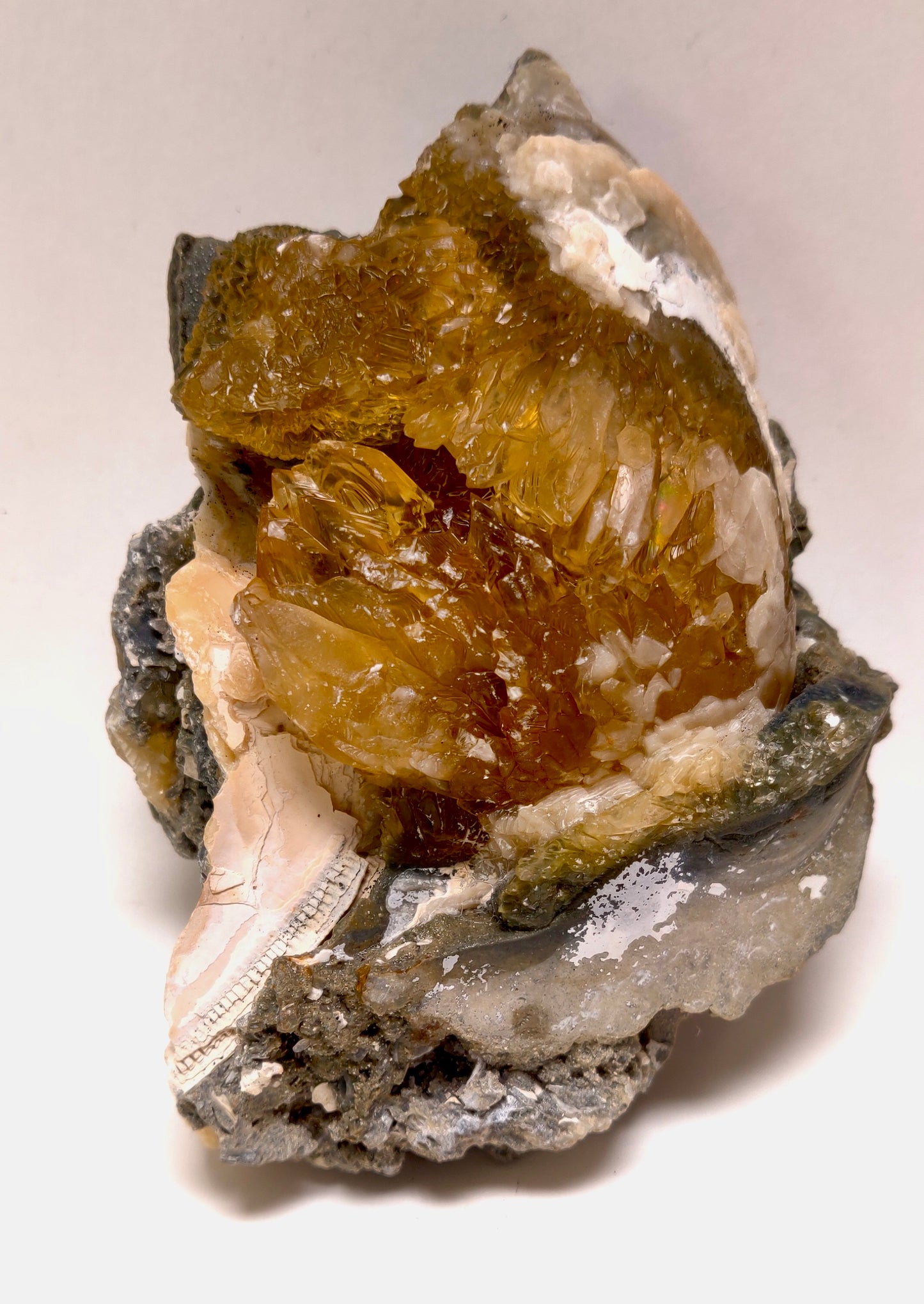 Golden Calcite Fossil Clam – Ruck’s Pit, Florida