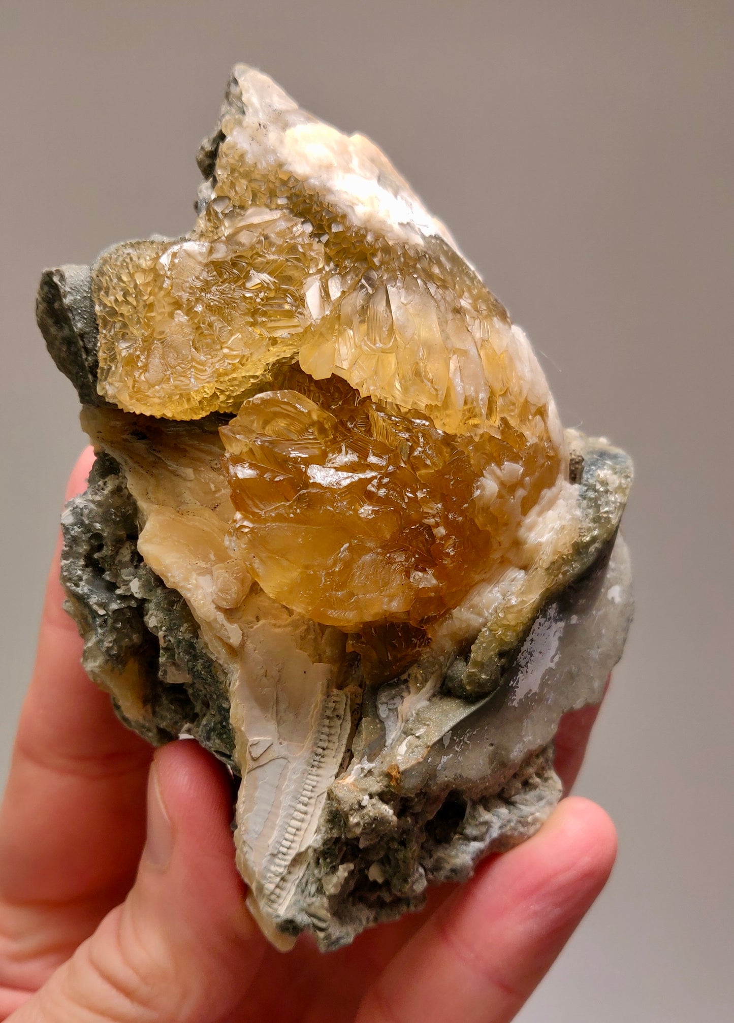 Golden Calcite Fossil Clam – Ruck’s Pit, Florida