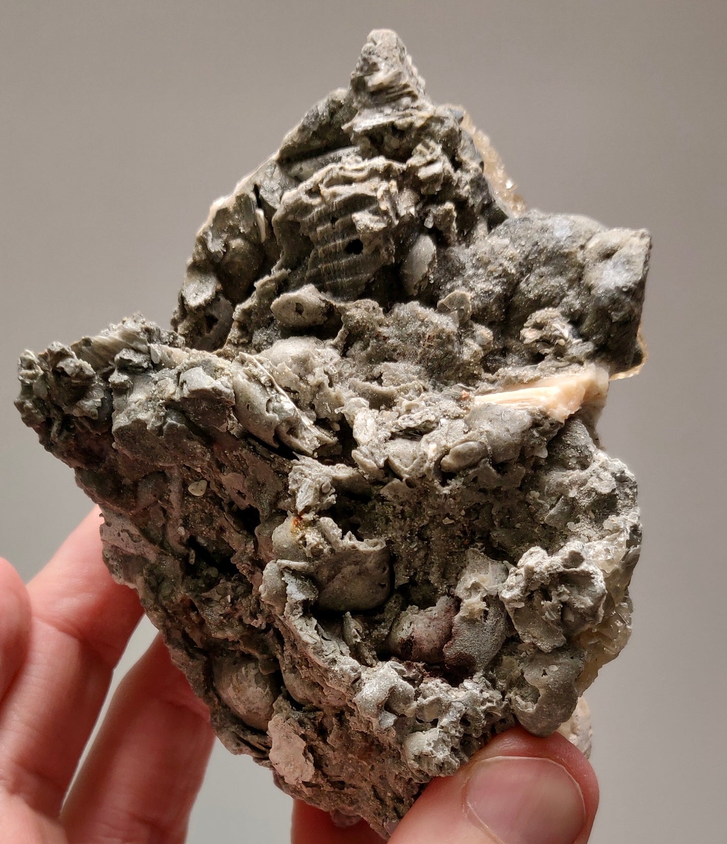 Golden Calcite Fossil Clam – Ruck’s Pit, Florida