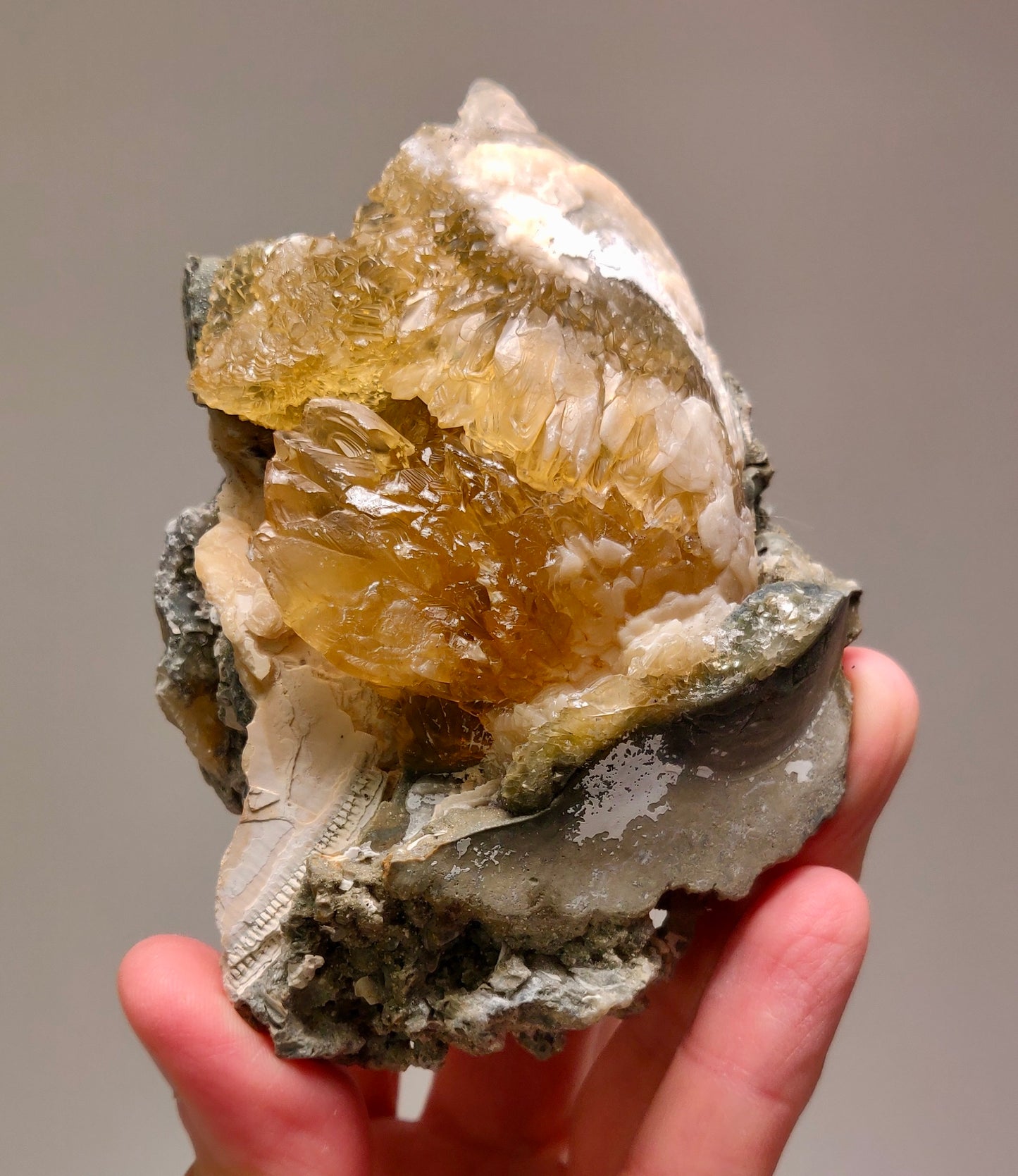 Golden Calcite Fossil Clam – Ruck’s Pit, Florida