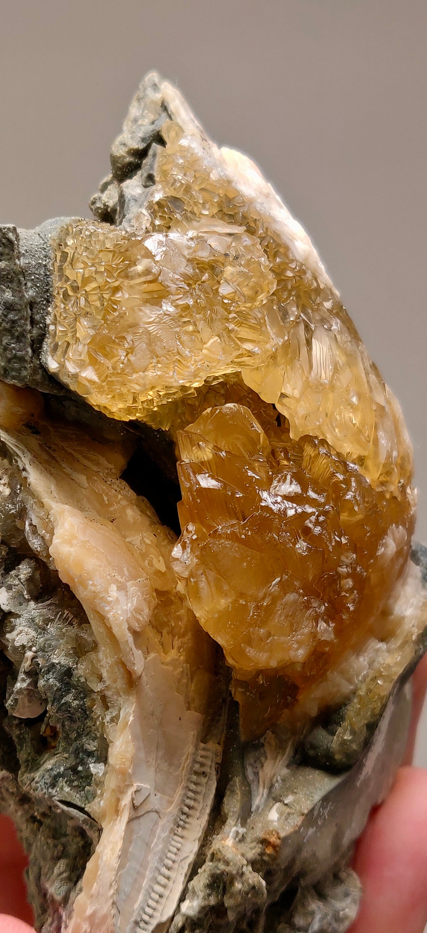 Golden Calcite Fossil Clam – Ruck’s Pit, Florida