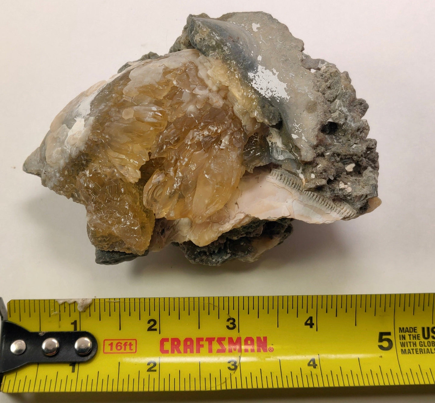 Golden Calcite Fossil Clam – Ruck’s Pit, Florida