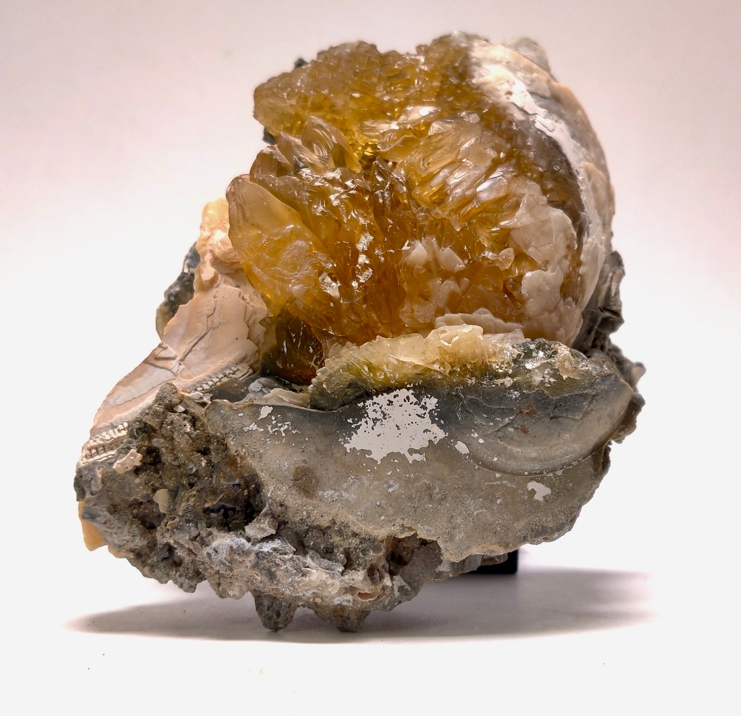 Golden Calcite Fossil Clam – Ruck’s Pit, Florida
