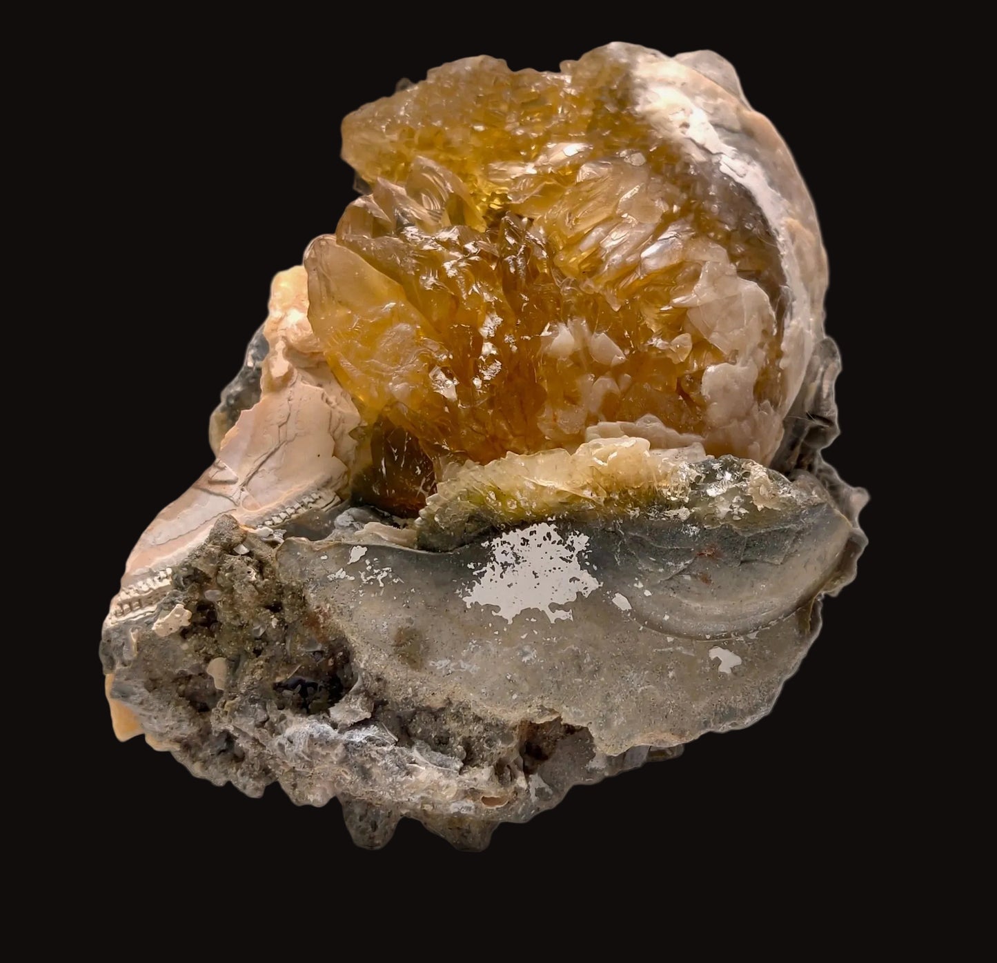 A fossil clam with golden calcite crystals inside, against a white background.