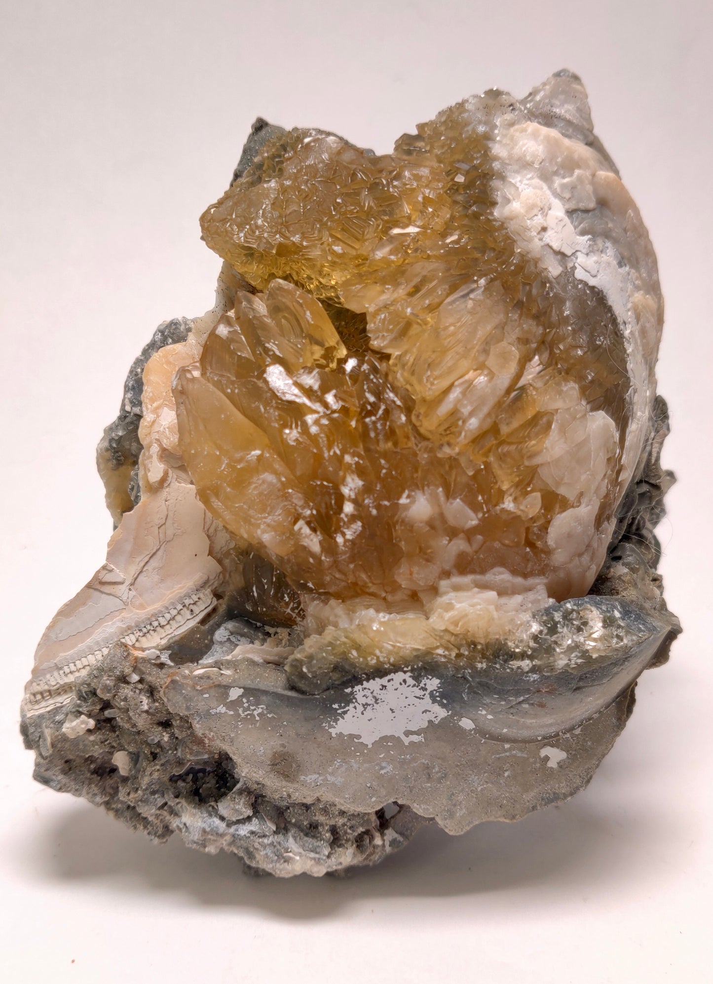 Golden Calcite Fossil Clam – Ruck’s Pit, Florida