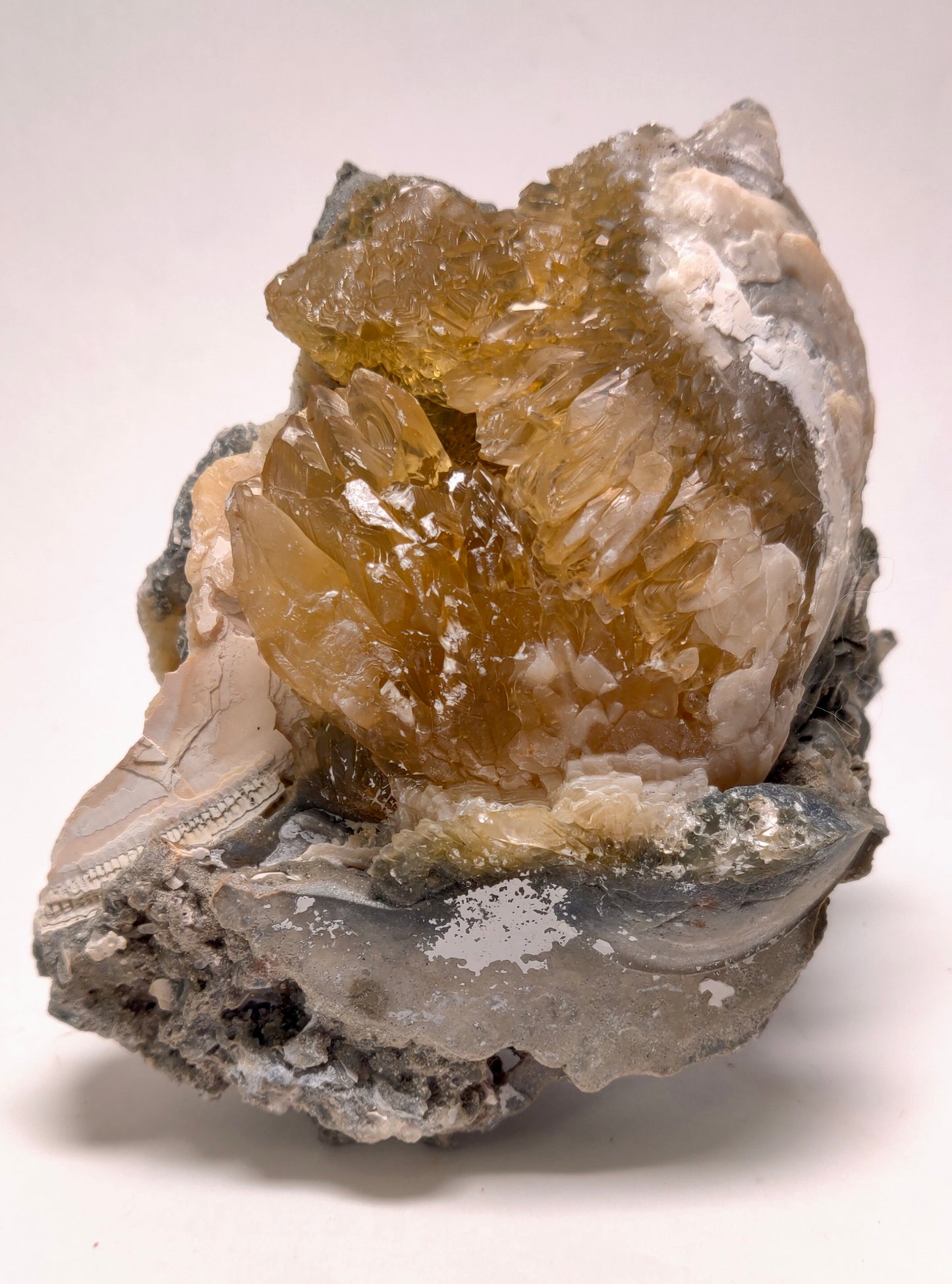 Golden Calcite Fossil Clam – Ruck’s Pit, Florida