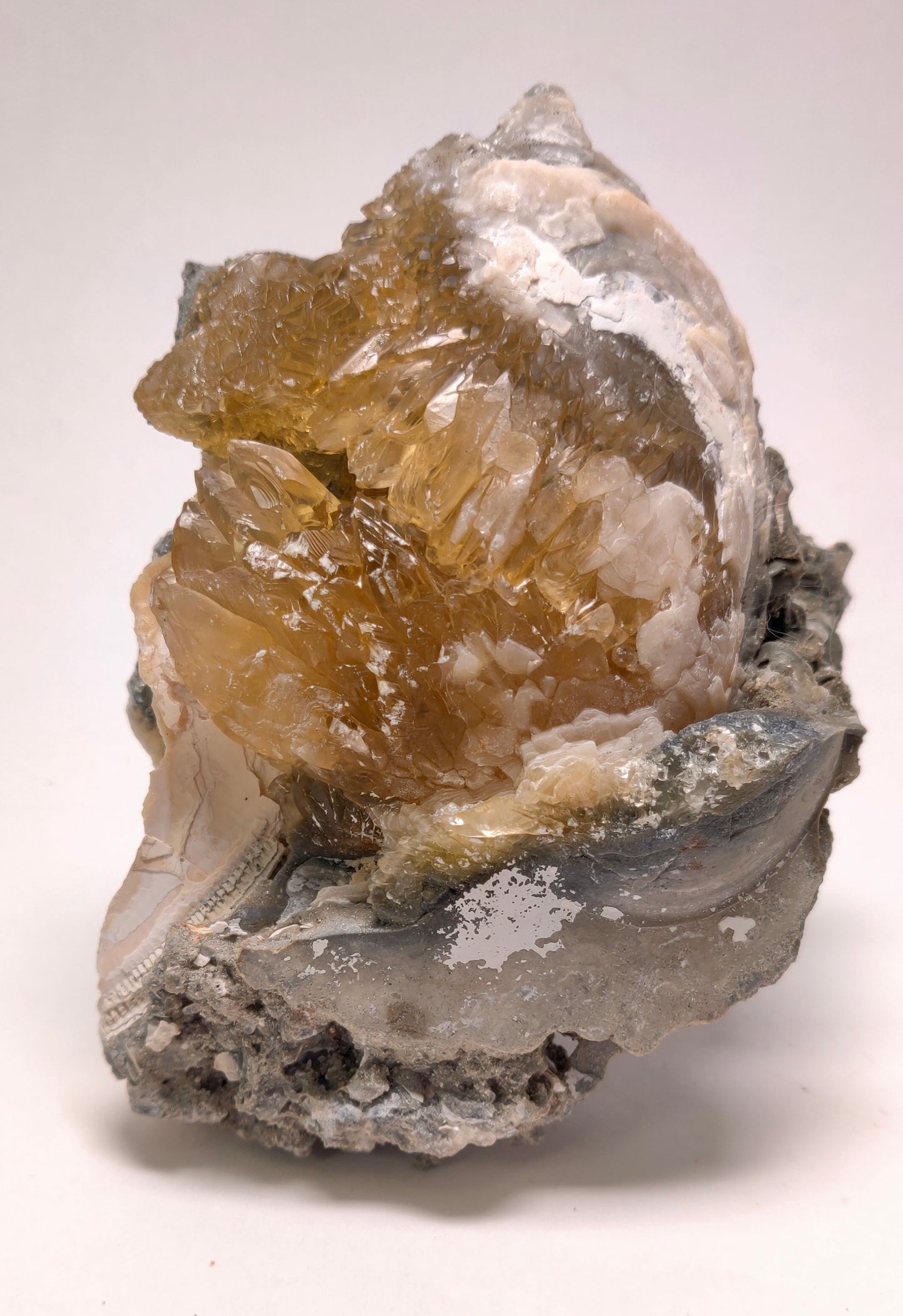 Golden Calcite Fossil Clam – Ruck’s Pit, Florida