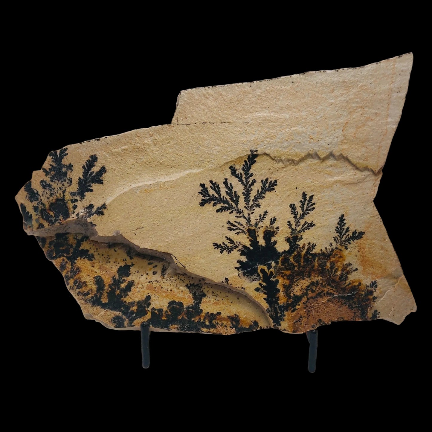Mineral specimen with black dendritic crystals on a beige background