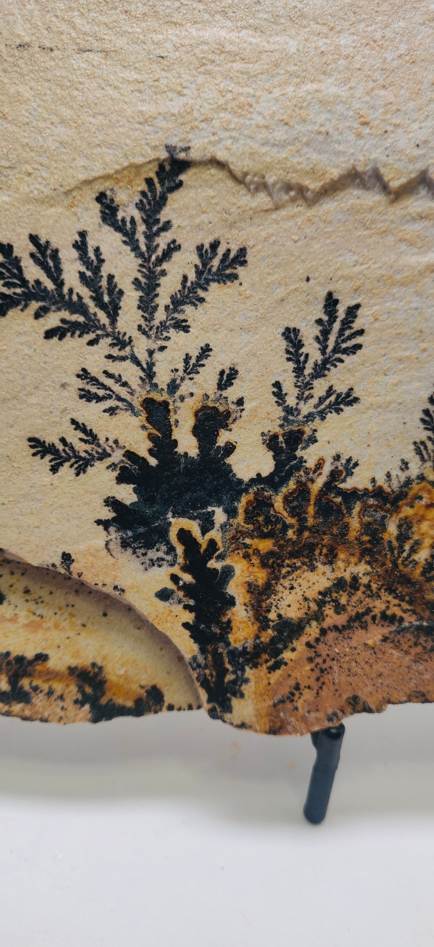 Dendritic Limestone Slab – Bavaria, Germany