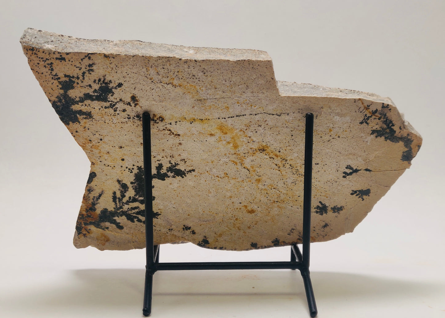 Dendritic Limestone Slab – Bavaria, Germany