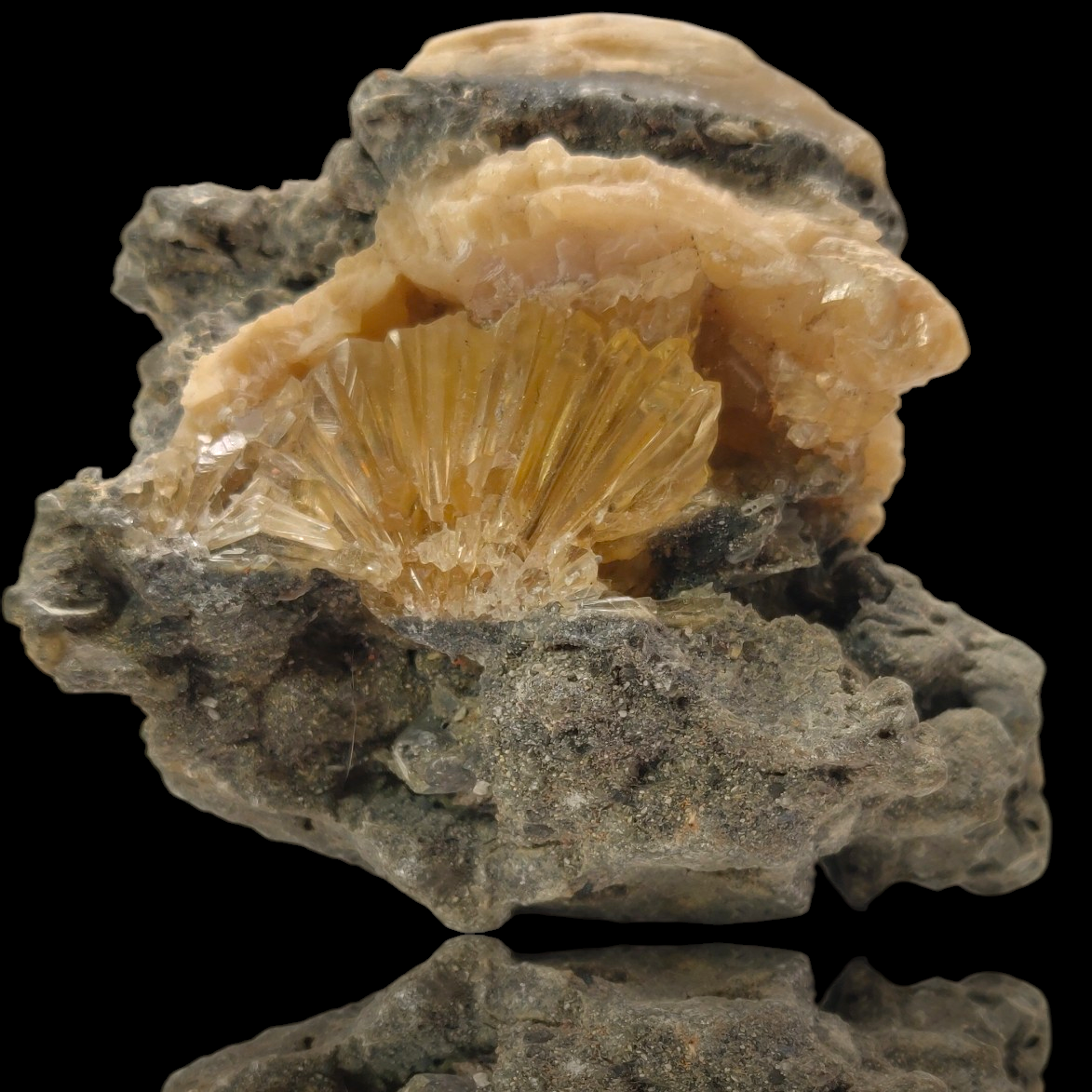 ‘Golden Flame’ Calcite in Fossilized Clam – Rucks Pit, Florida