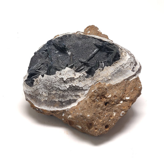 Vivianite in Fossil Clam, Crimea, Ukraine
