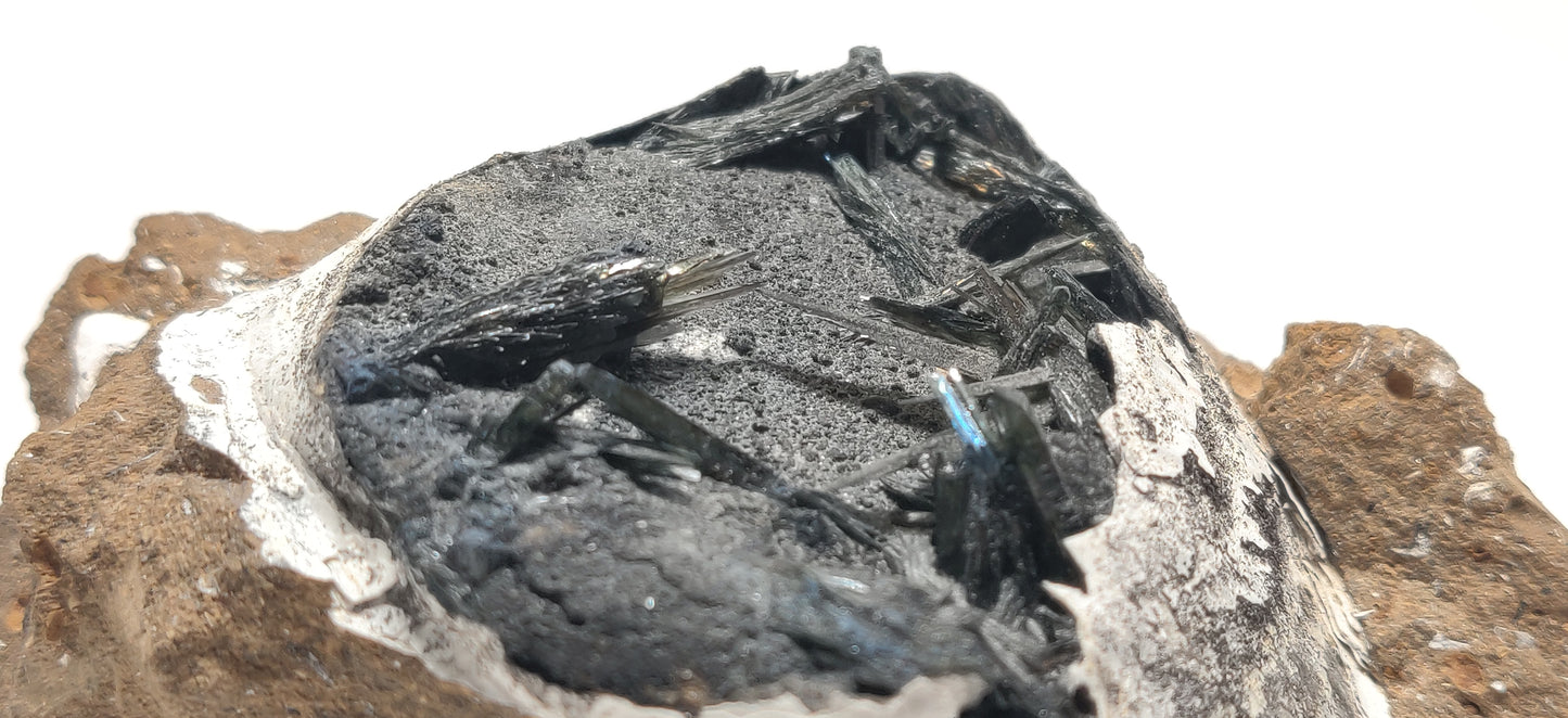 Indigo Vivianite in Fossil Clam - Kerch Peninsula, Ukraine (343g)