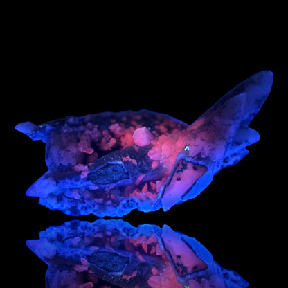 A translucent blue and pink coral-like specimen or mineral sample shown on a black background with a mirrored reflection below.