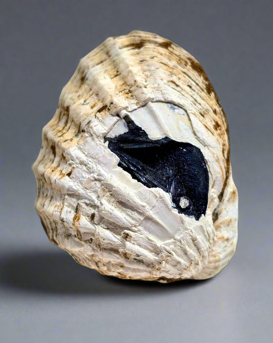 Vivianite in Fossil Clam, Crimea, Ukraine