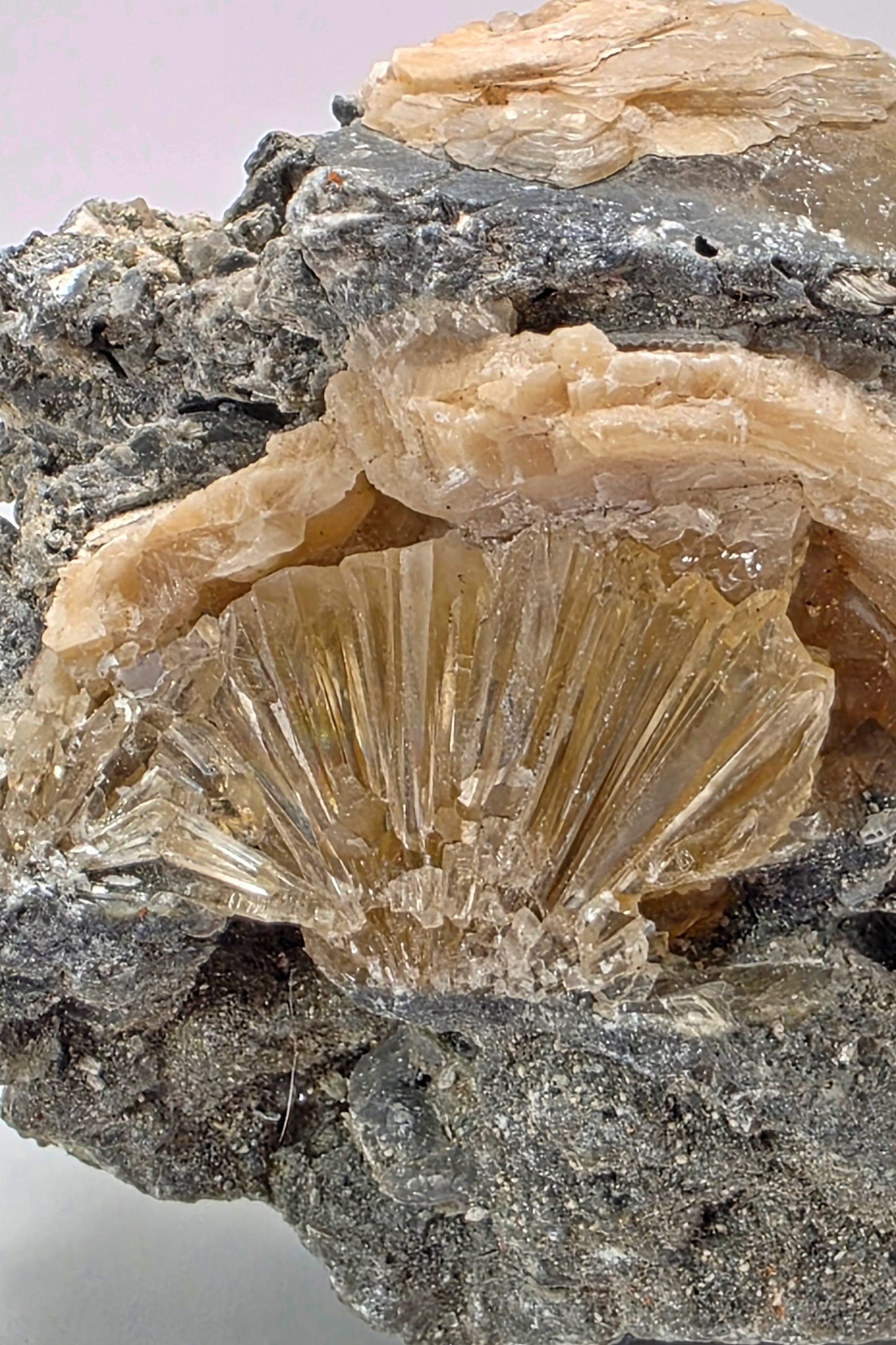 Close-up of a scallop shell embedded in rock on a white background