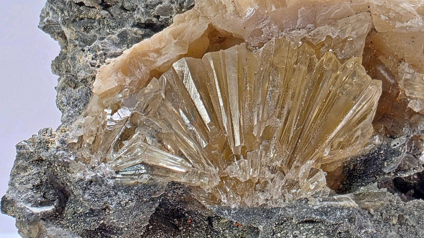 ‘Golden Flame’ Calcite in Fossilized Clam – Rucks Pit, Florida