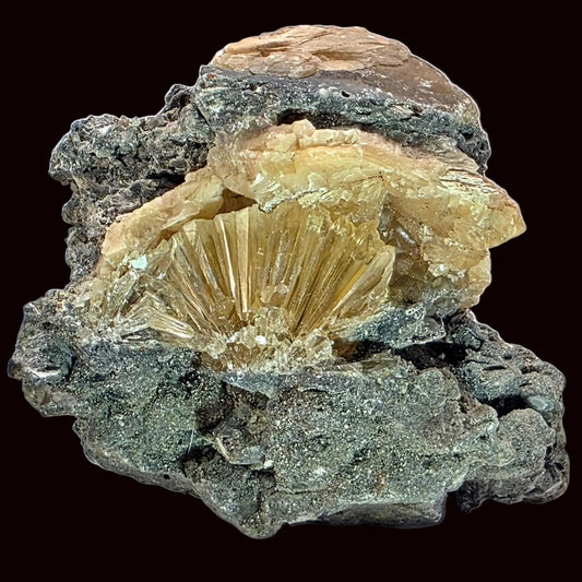 ‘Golden Flame’ Calcite in Fossilized Clam – Rucks Pit, Florida