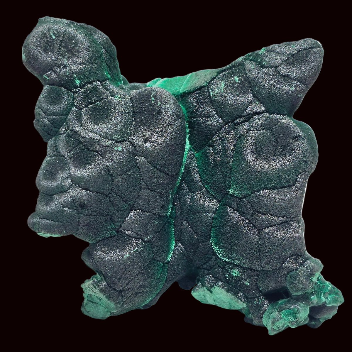 A natural malachite crystal specimen with a dark green and black textured matrix, photographed on a plain off-white surface.