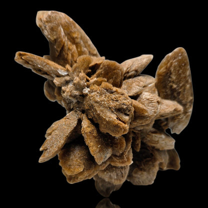 A dried botanical specimen, likely a flower cluster or seed pod, in shades of brown and tan, isolated on a solid black background.