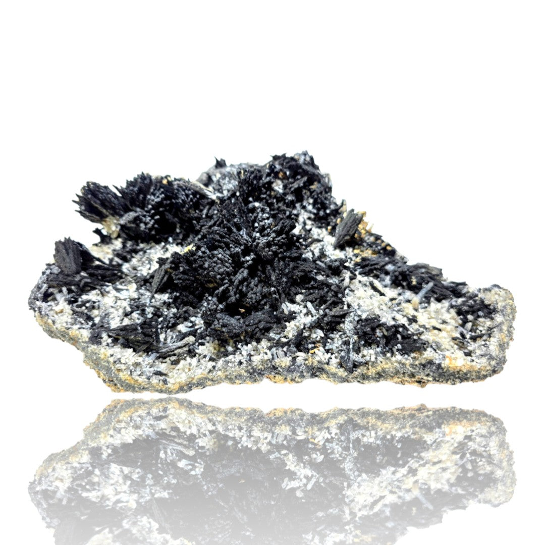 A mineral specimen featuring black needle-like crystals on a rough, silver-gray and gold-colored matrix, displayed on a reflective white surface.