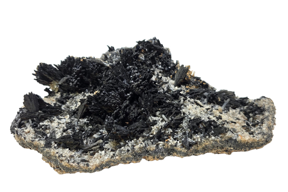 A mineral specimen featuring dense clusters of black crystals on a rough, earthy gray and brown matrix, photographed on a plain white surface.