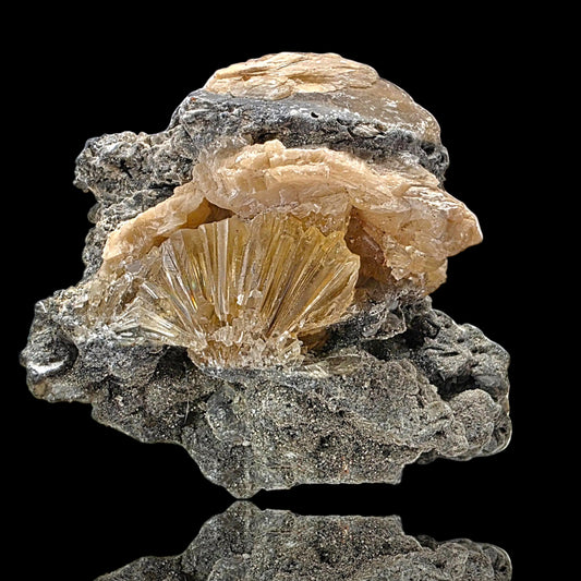 ‘Golden Flame’ Calcite in Fossilized Clam – Rucks Pit, Florida