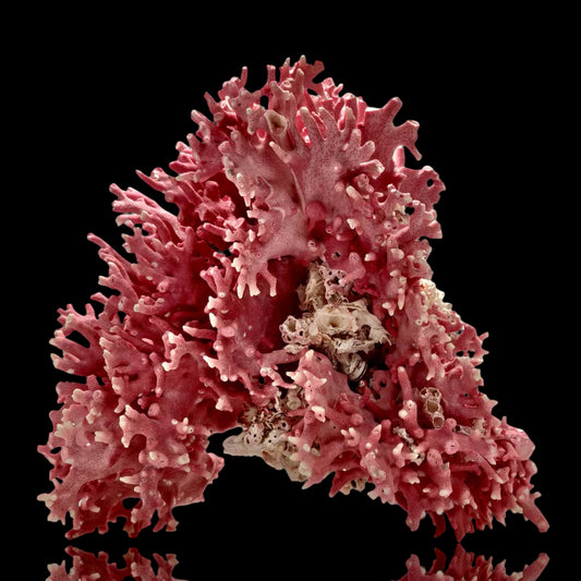 Large Vintage Pink Hydrocoral — Stylaster californicus (10 lbs)