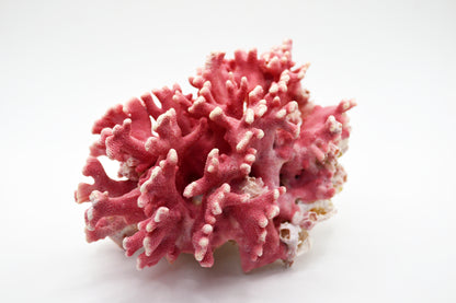 Rare Vintage Pink California Hydrocoral