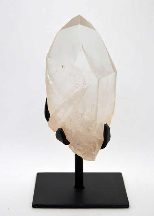 Lemurian on stand