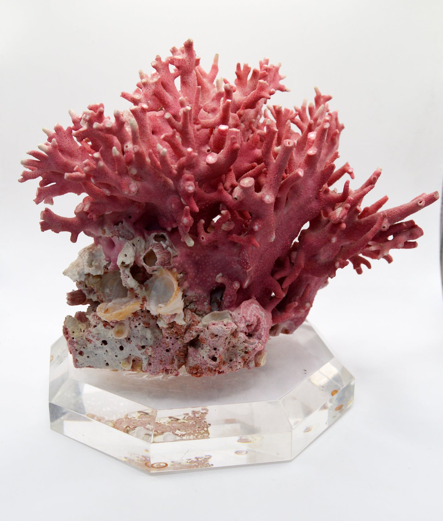 Pink Coral