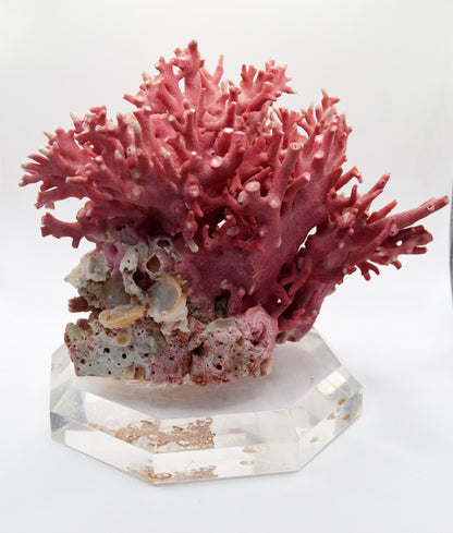 Pink Coral