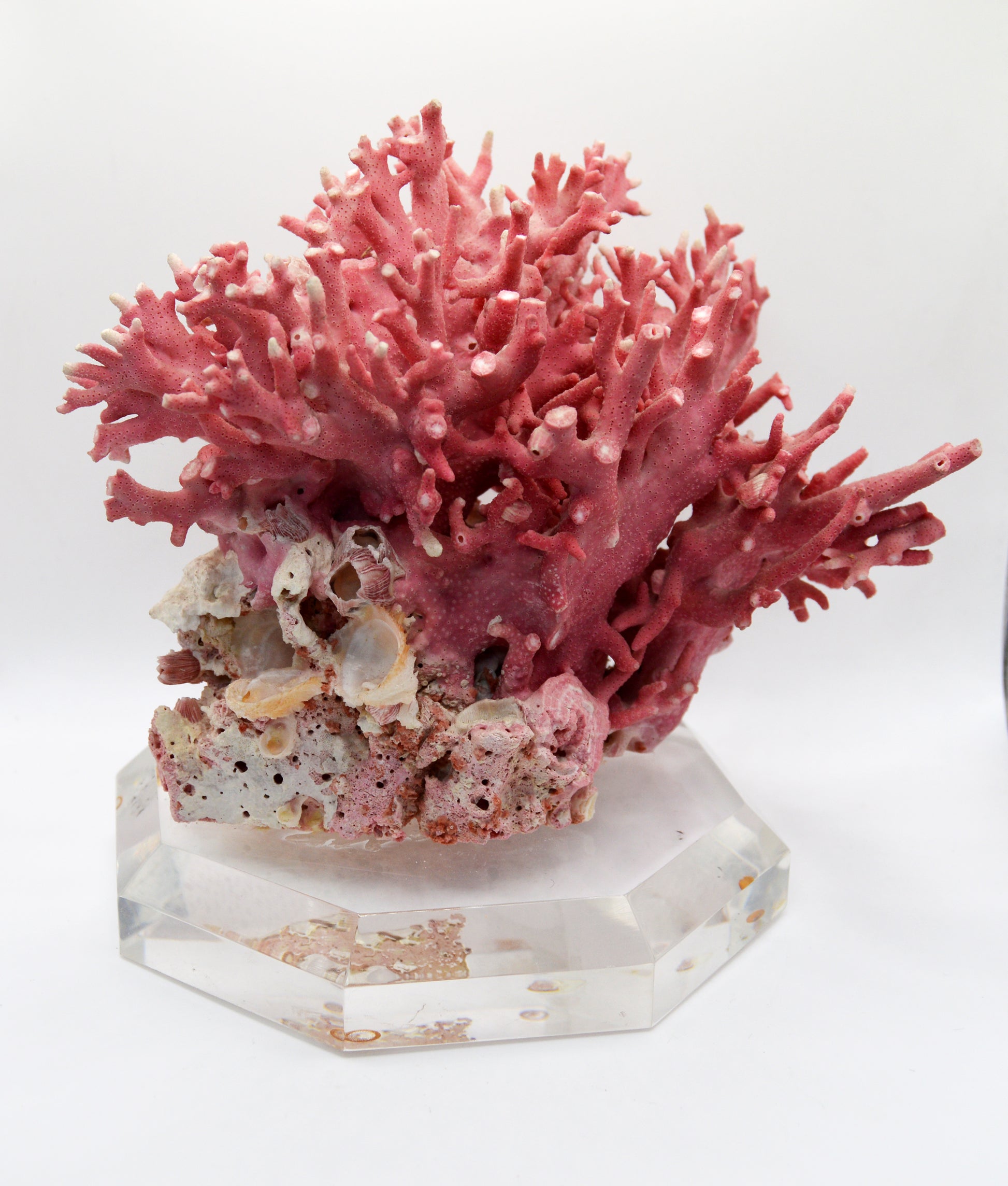 Pink Coral