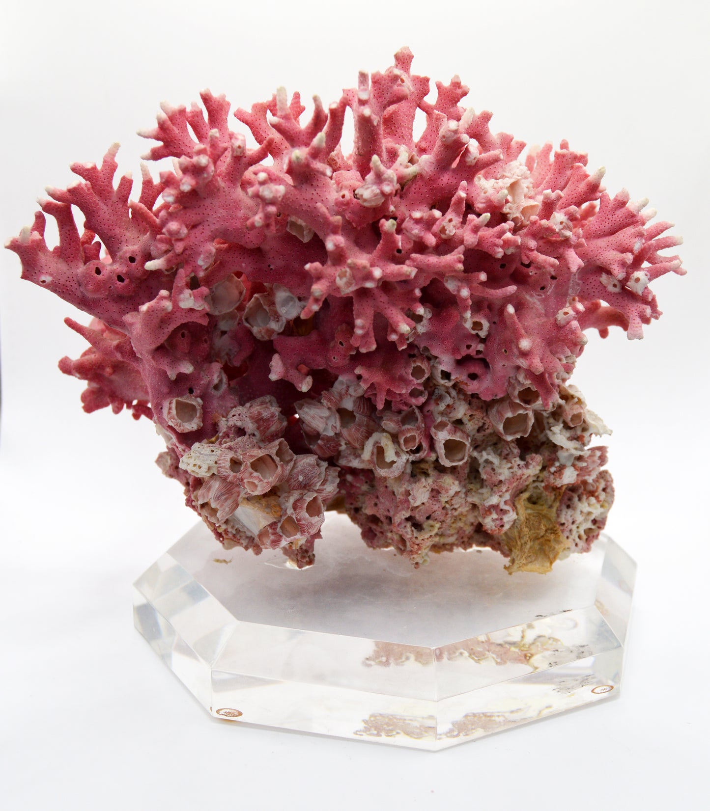 Pink Coral