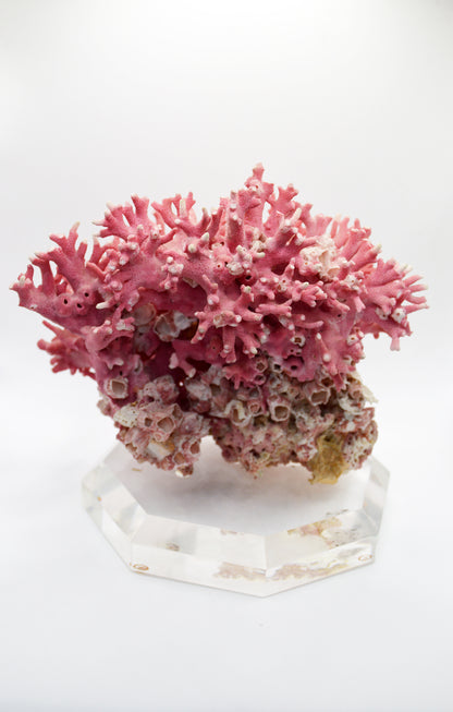 Pink Coral