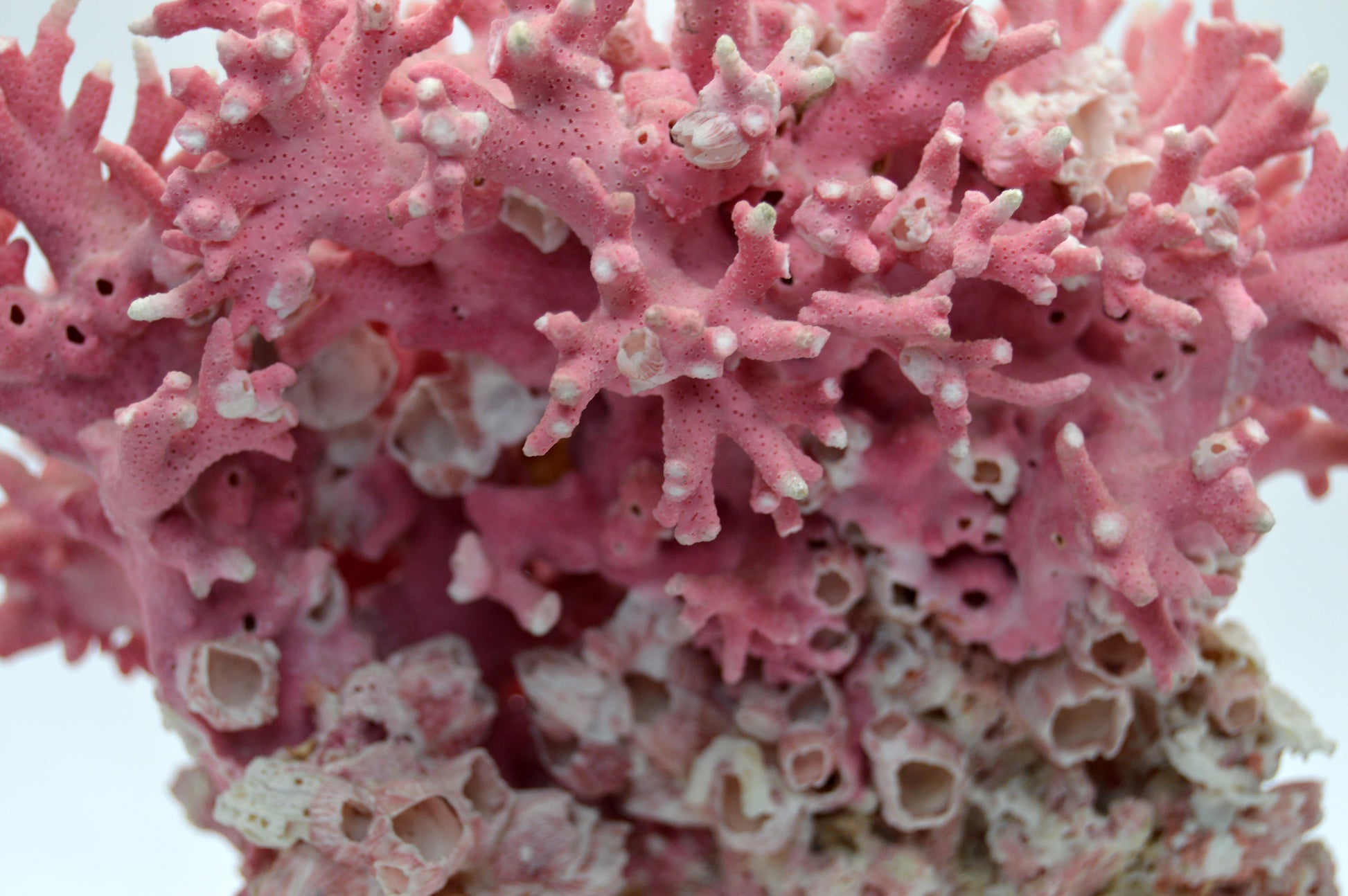 Pink Coral