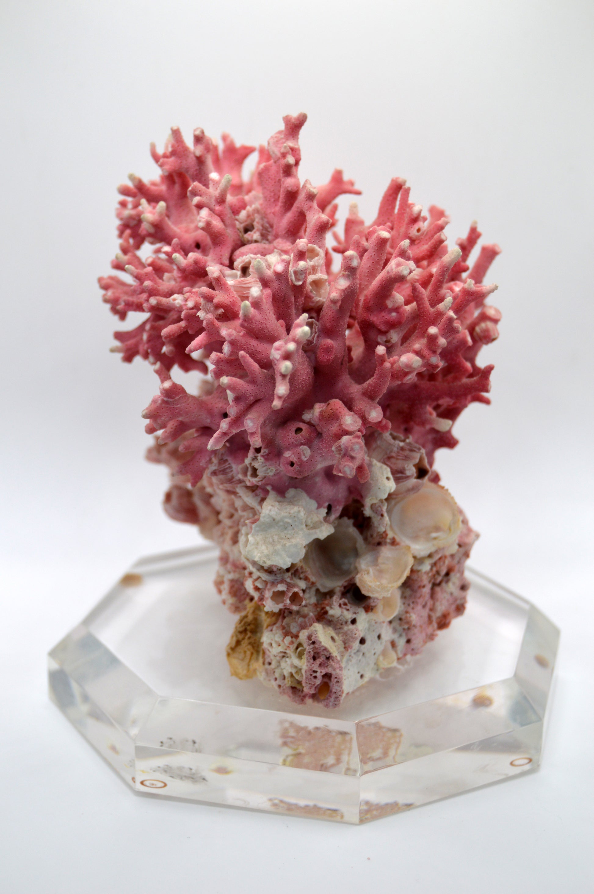 Pink Coral