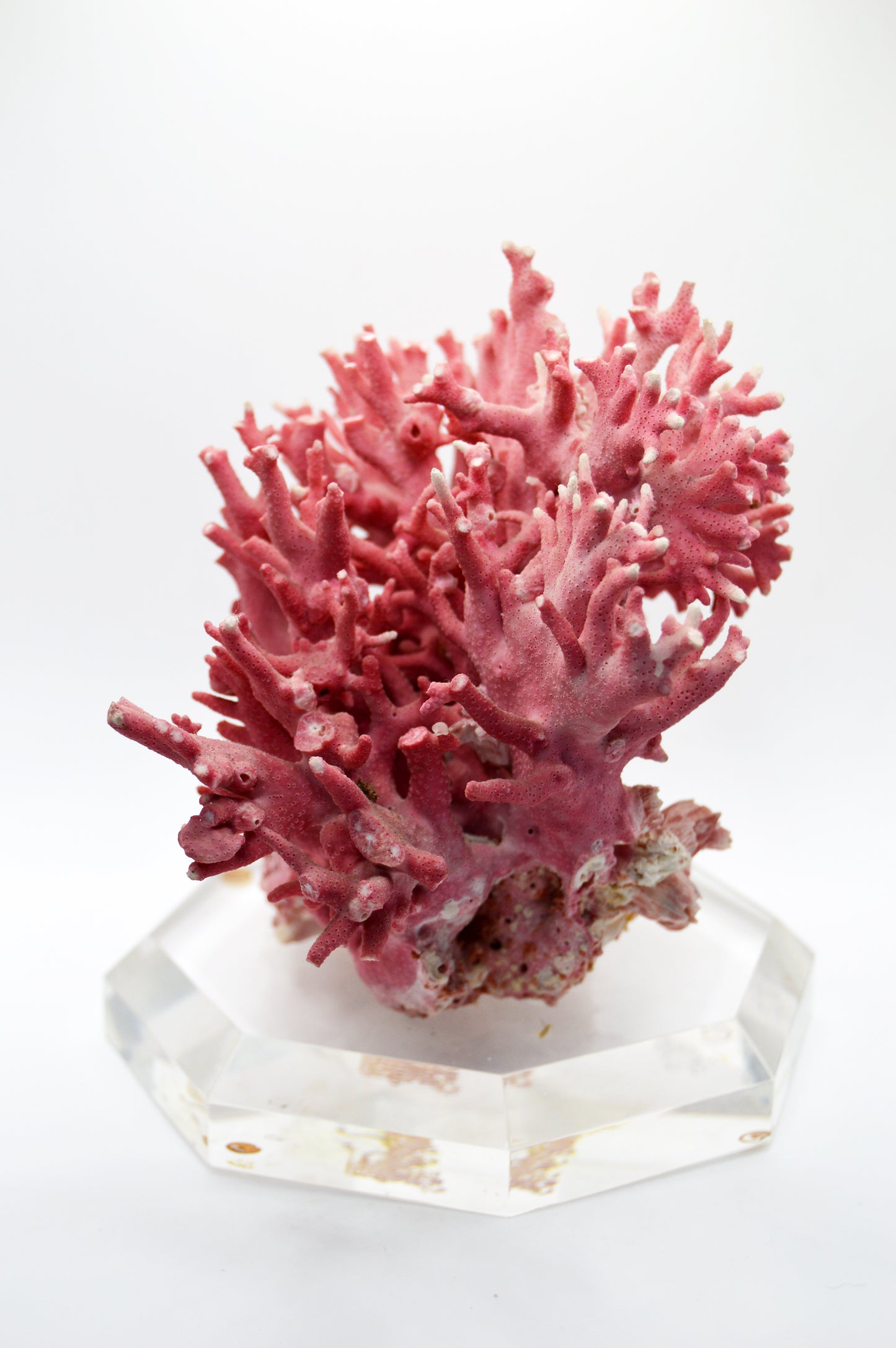 Pink Coral