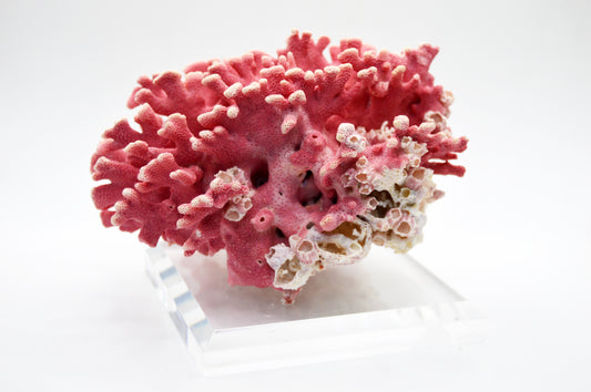 Rare Vintage Pink California Hydrocoral