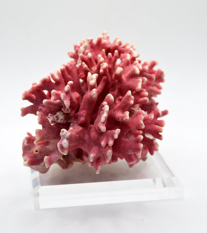 Rare Vintage Pink California Hydrocoral