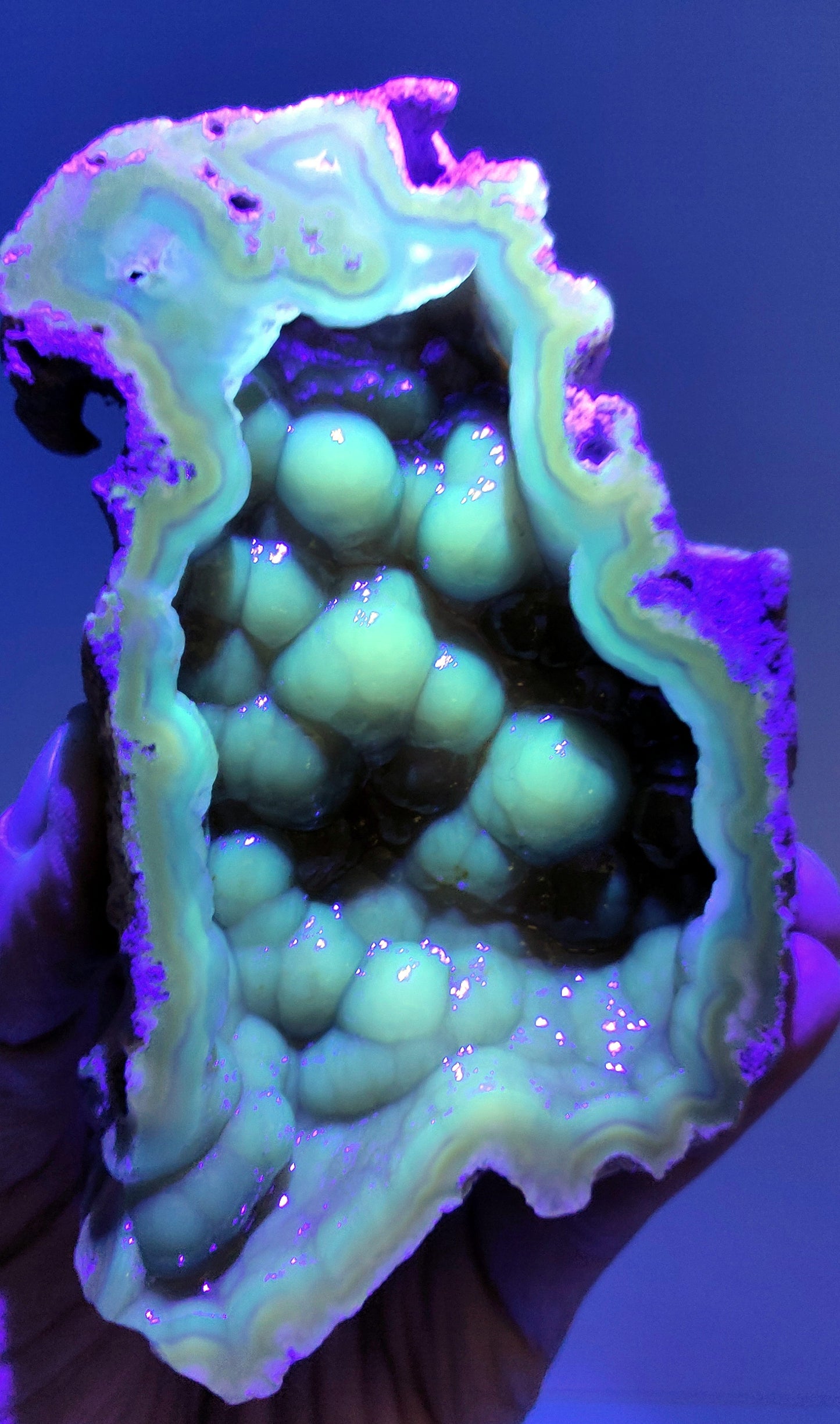 Fluorescent Agatized Coral glowing bright neon green under UV light. Close-up of botryoidal chalcedony crystals and concentric mineral banding in a 280g Florida fossil specimen.