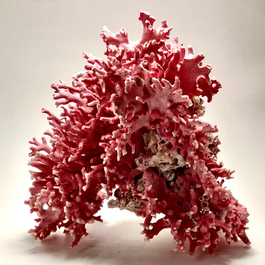 Large Rare Vintage Pink California Hydrocoral (Stylaster californicus)