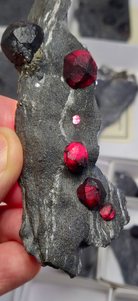 Red Embers Mine Almandine Garnets on Graphite – 6-Garnet Collector Specimen