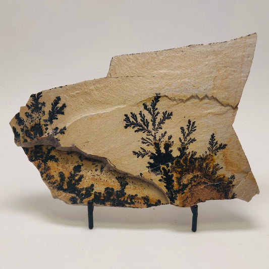 Mineral specimen with black dendritic crystals on a beige background
