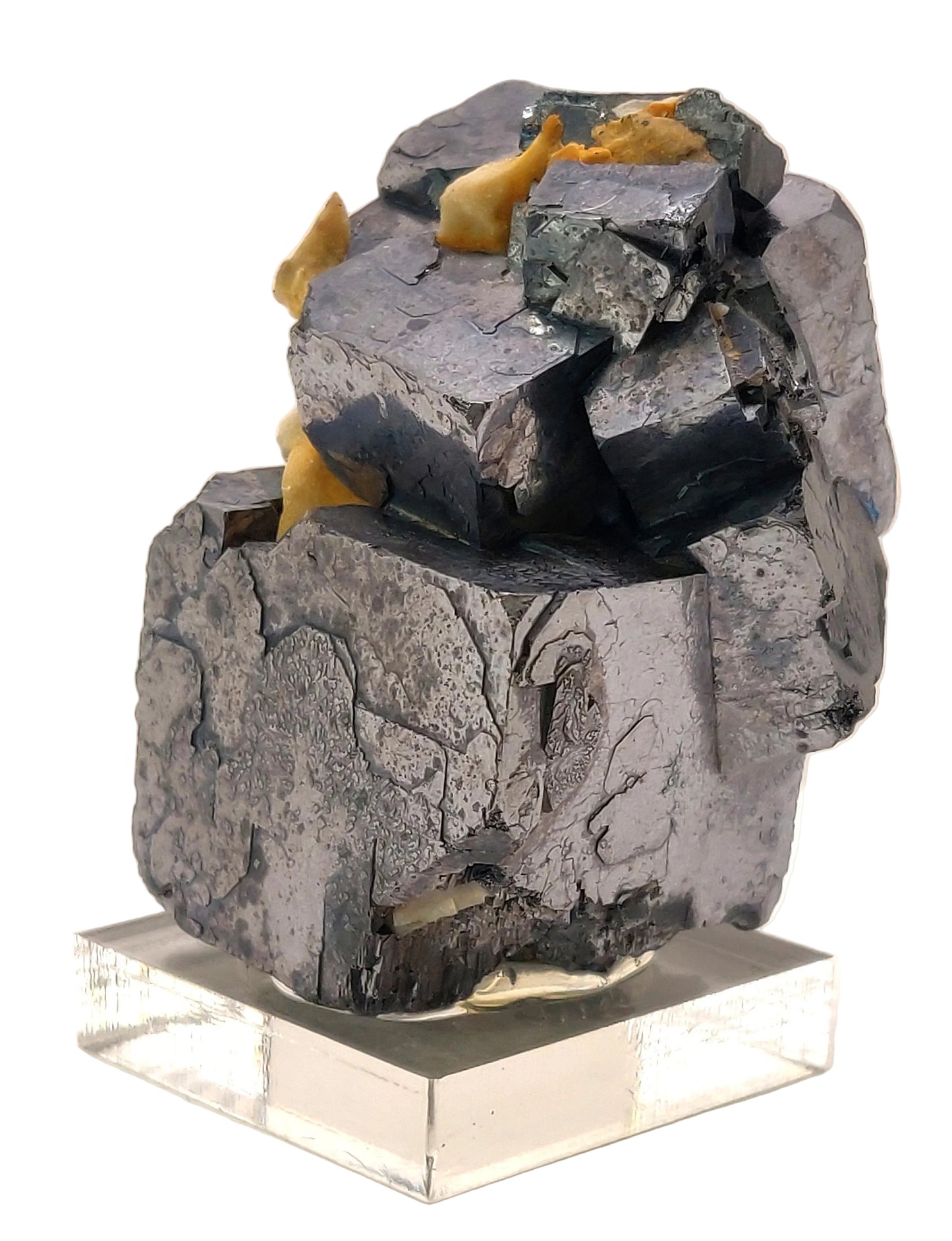 Geological sample with embedded fossils on a white background
